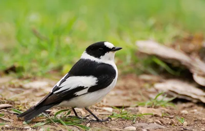 Фотогалерея - Птицы (Aves) - Серая мухоловка (Muscicapa striata) - Природа  Республики Мордовия