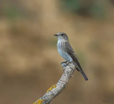 Серая мухоловка (Muscicapa striata). Птицы Беларуси.