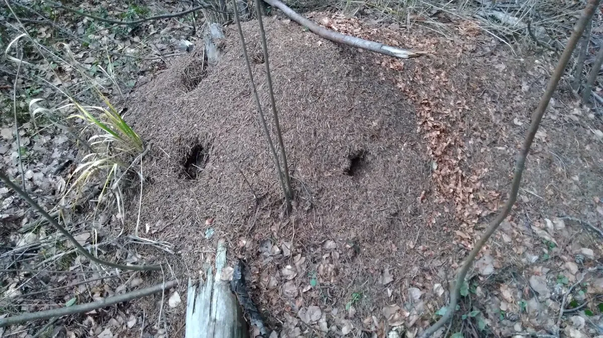 Летом рыбаки разрушили муравейник. Земляные муравейники. Разрытые муравейники в лесу. Разрушенный Муравейник. Сломанный Муравейник.