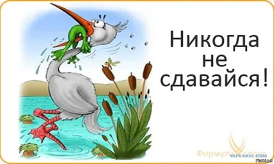 Ответы Mail.ru: карикатура: никогда не сдавайся! лягушка сидит в клюве цапли  и душит её(не дает себя проглотить)