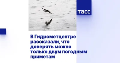 Четвертый очерк - отряд: Соколообразные Falconiformes