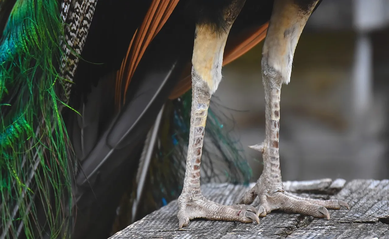 Birds legs. Ноги птиц. Птичья нога.
