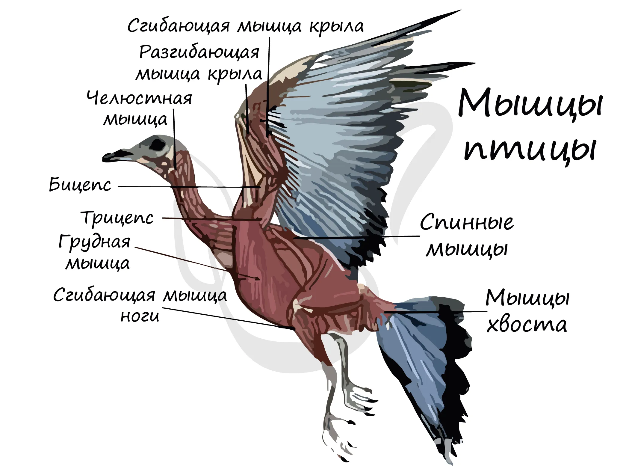 Мышцы птиц. Что отсутствует у птиц. Форма тела птиц. Киль у птиц.