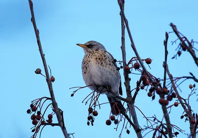 Dunnock Prunella Модульная Птица Пение В Весеннее Время — стоковые  фотографии и другие картинки Dunnock - iStock