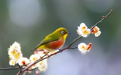 Весенний скворец — Фото №1328230