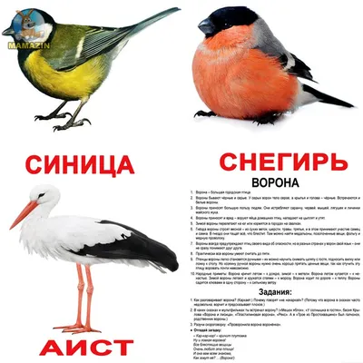 Птицы на снегу