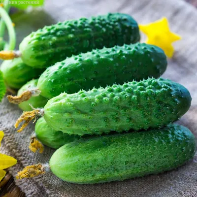 Огурец обыкновенный (Cucumis sativus) — описание, выращивание, фото | на  LePlants.ru