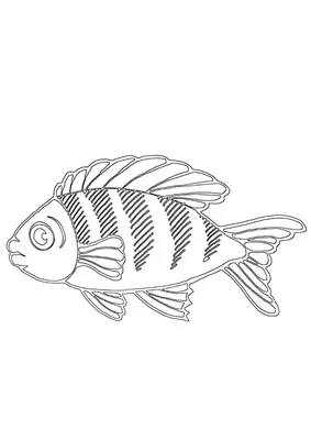 Свежий морской окунь рыба на белом фоне :: Стоковая фотография ::  Pixel-Shot Studio
