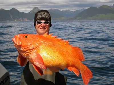 ☰ Окунь морской красный «Red perch» Норвегия цена от 290 грн заказать с  доставкой в городе Киев