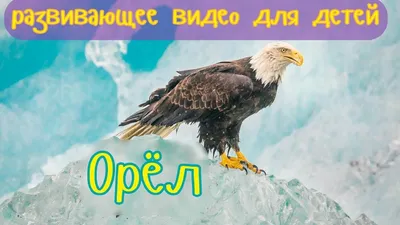 Портрет звери цветные\"Орел \"Россия\", большой, 70 х 30 см купить в Чите На  авто в интернет-магазине Чита.дети (6970019)