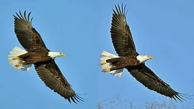 Клипарт Falcon Eagle,Дети изображение_Фото номер 380277231_PSD Формат  изображения_ru.lovepik.com