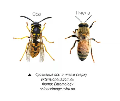 В ЧЁМ РАЗНИЦА? ОСА vs ПЧЕЛА - YouTube