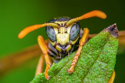 Общественные осы (Hymenoptera: Vespidae) Чувашии - The social wasps  (Hymenoptera: Vespidae) of the Chuvash Republic, Russia