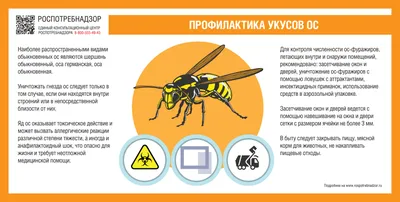 Что делать если укусила оса/пчела/шмель — первая помощь, инструкция врача -  Чемпионат