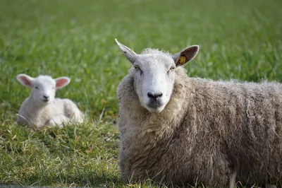 Овцы и овечка стоковое фото. изображение насчитывающей весна - 58449474