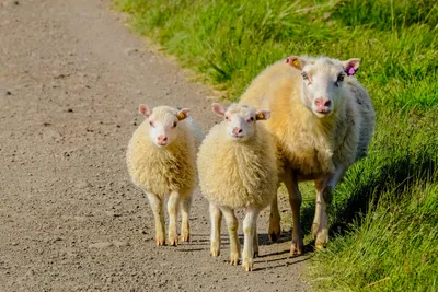 овца смотрит в камеру на ферме, смешное лицо стриженой овцы, Hd фотография  фото, овец фон картинки и Фото для бесплатной загрузки