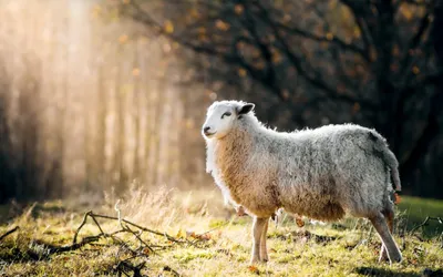 Бесплатные Овцы стоковые фотографии | FreeImages