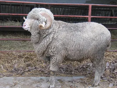 Овцы и овечка стоковое изображение. изображение насчитывающей отечественно  - 47981017