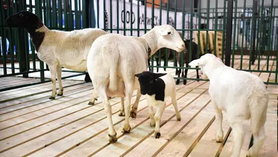 Sheep. Овцы. PNG. в 2023 г | Овечье искусство, Изображение животного,  Иллюстрации с животными