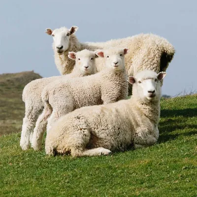 Все об овцах: описание животного, где живут овцы, как выглядят