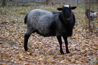 Sheep. Овцы. PNG. в 2023 г | Овечье искусство, Цветочное искусство,  Изображение животного