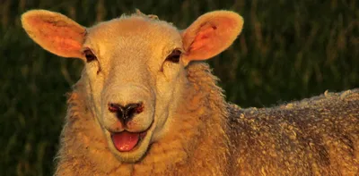 Картинка овцы фотографии