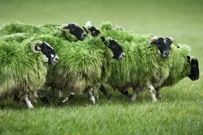 Круговая овца | Пикабу
