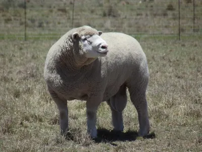 Овцы: 15 красивых фото, 6 фактов о животных