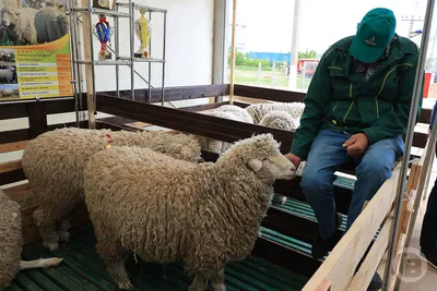 Казахстанцев пугают фейком о скрещивании овцы и свиньи | Inbusiness.kz