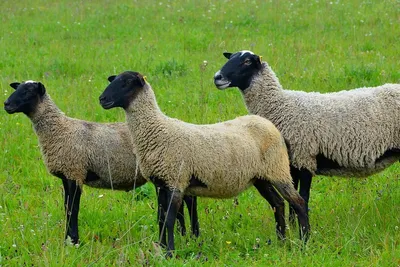 В Голландии предупредили, что для некоторых пород овец блютанг будет ударом  | ИА Красная Весна