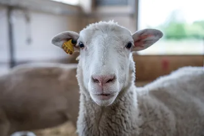 Овцы овечки Портрет овцы смотря камеру Овцы дальше Стоковое Изображение -  изображение насчитывающей ангстрома, камера: 104408715