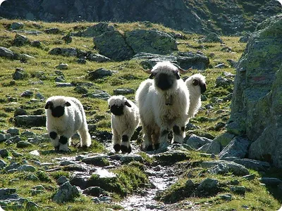 Зачем красят овец? Это не прихоть, а крайне полезная практика | Пикабу