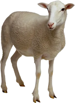 Почти 300 кг конопли съели овцы на ферме в Греции. Когда овец нашли, они  странно себя вели. / греция :: страны :: конопля :: овцы :: марихуана /  смешные картинки и другие