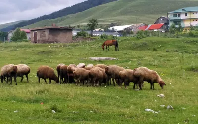 Волгоградские бараны и овцы стали победителями на Всероссийской племенной  выставке