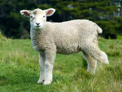 В Греции овцы случайно съели 100 килограммов конопли | Ветеринария и жизнь