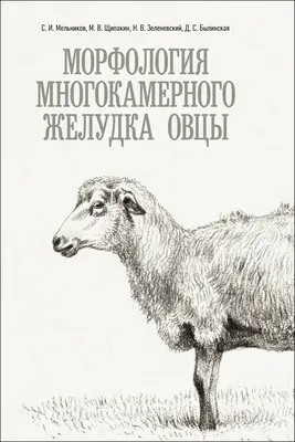 Тупая овца - 50 фото: смотреть онлайн