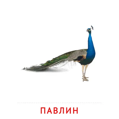 Раскраски, Раскраска Животные для детей 5-6 лет Павлин. Раскрашивать  онлайн., Раскраска Животные для детей 5-6 лет Павлин. Разукраски.,  Раскраска Для детей 5-6 лет Павлин. Лучшие раскраски., раскраски животные  раскраска павлин. Раскраска для