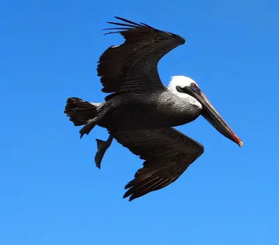 Мультяшный пеликан с рыбой в клюве на белом фоне | Премиум векторы