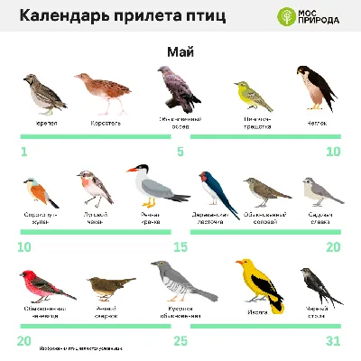 Трясогузки, скворцы, зяблики: ждем возвращения пернатых друзей 😁 |  Мосприрода | Дзен