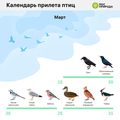 Белая птица с длинным клювом - 66 фото