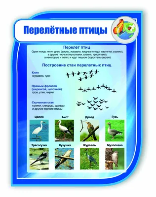 Стенд для школы ПЕРЕЛЕТНЫЕ ПТИЦЫ, 0,75*1м