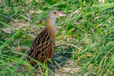 ФОТО новых видов птиц на сайте « Fotoparus