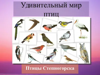 Проект «Почему поют птицы?» (6 фото). Воспитателям детских садов, школьным  учителям и педагогам - Маам.ру