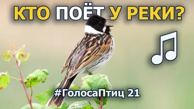 Проект «Почему поют птицы?» (6 фото). Воспитателям детских садов, школьным  учителям и педагогам - Маам.ру