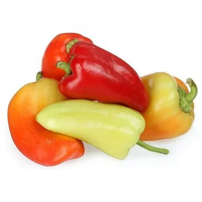 Капсикум / Перец (Capsicum) 20 см - купить в Минске с доставкой, цена и  фото в интернет-магазине Cvetok.by