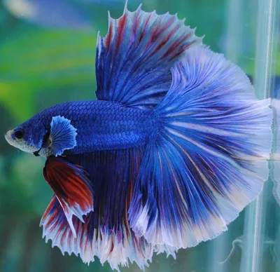 Петушок Сиамский Синий Betta splendens - Рыбки - Nano Fish