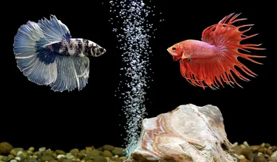 Аквариумная рыбка Петушок коронохвостый самец (Бойцовая рыбка) - Betta  splendens в Екатеринбурге - Интернет-магазин AlexAquaShop.ru