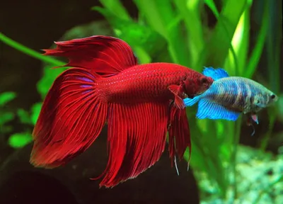 Петушок Сиамский Betta splendens - Рыбки - Nano Fish