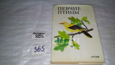 Краснобрюхая горихвостка. | Певчие птицы-птицы России