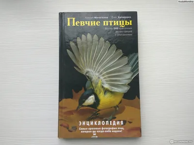 Урагус на зимнем лугу | Пикабу